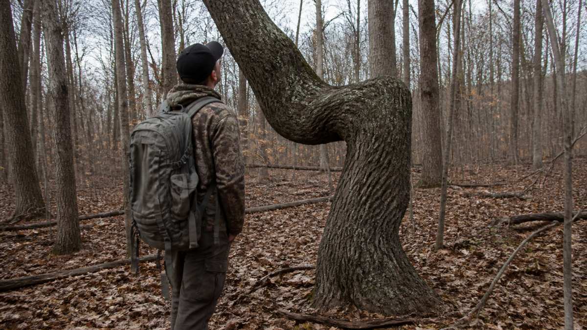 Hunt Weird Trees: A Step-by-Step Guide