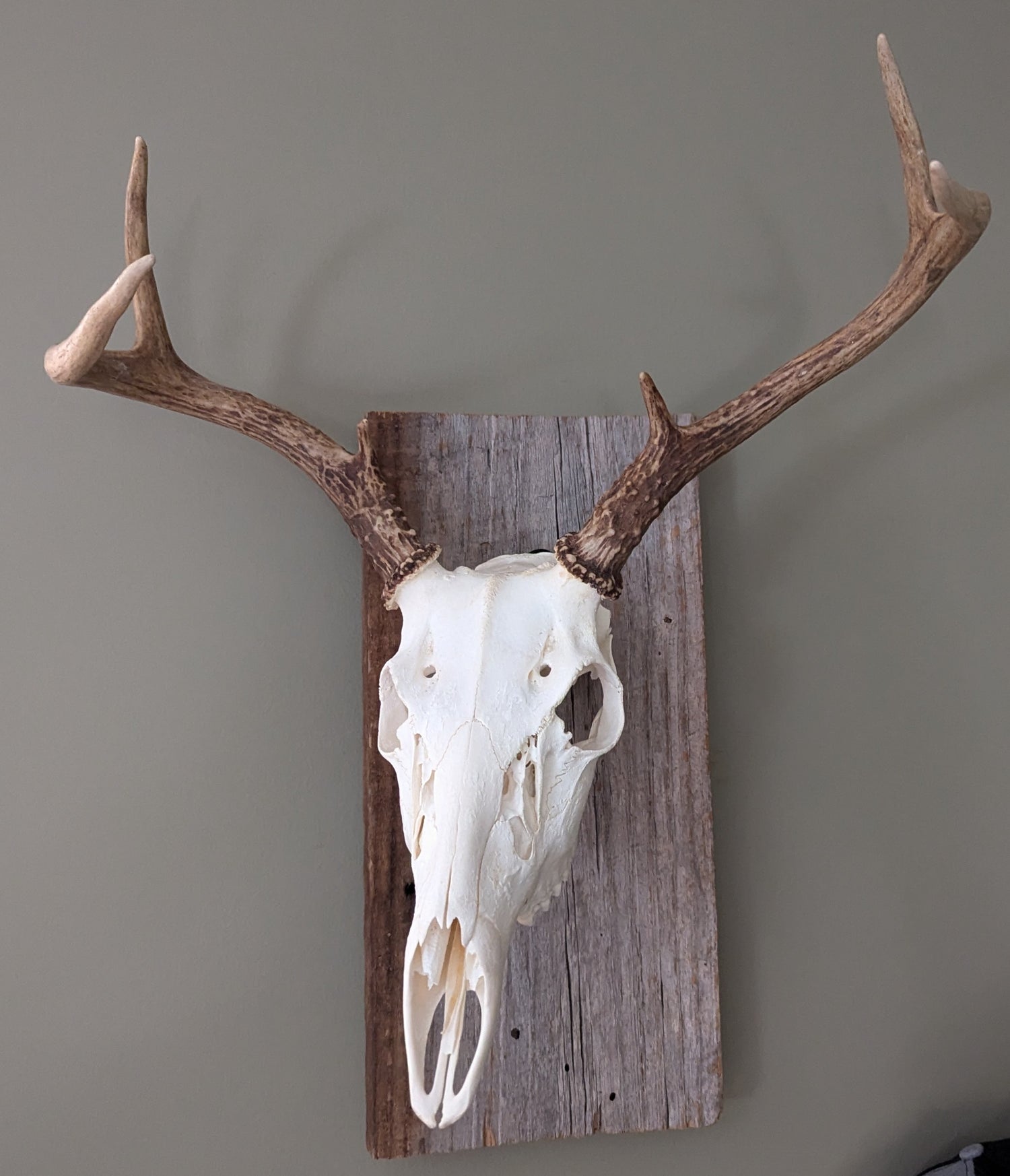 Rotatable Skull Mount - 3D Hunting Solutions